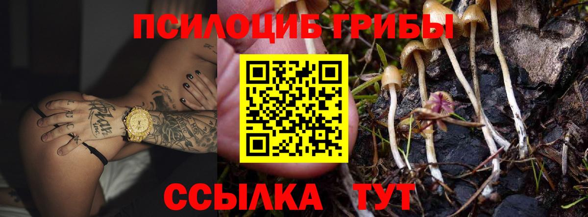 Псилоцибиновые грибы Psilocybe Вольск